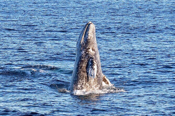 Guided Whale Watching Tour from Long Beach - Frequently Asked Questions