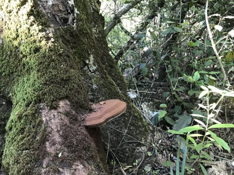 Guided Wildlife Tour and Forest Walk with Lunch Platter - Key Points