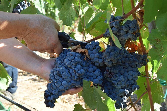 Guided Wine and Olive oil tasting - Practical Tips and Considerations