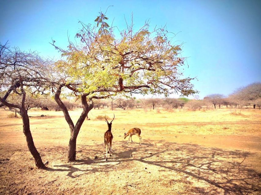 Gujarat: Gir National Park Guided Jeep Safari - Key Points