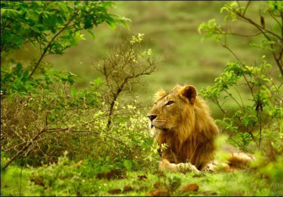 Gujarat: Gir National Park Guided Jeep Safari - Conservation Efforts