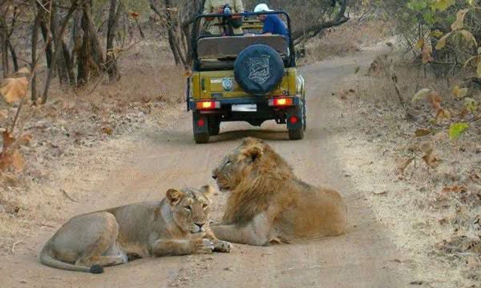 Gujarat: Gir National Park Guided Jeep Safari - Booking Details