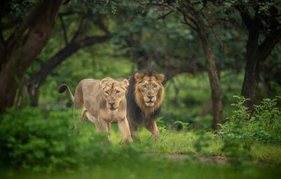 Gujarat: Gir National Park Guided Jeep Safari - Visitor Reviews and Feedback