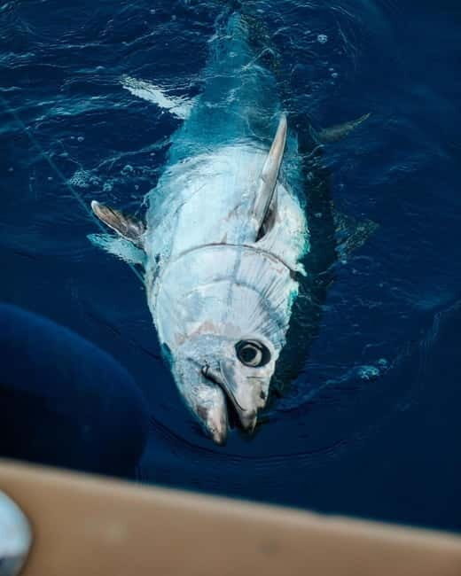 Gulf of Ajaccio: Private Fishing Trip in a Perle Blanche - FAQs