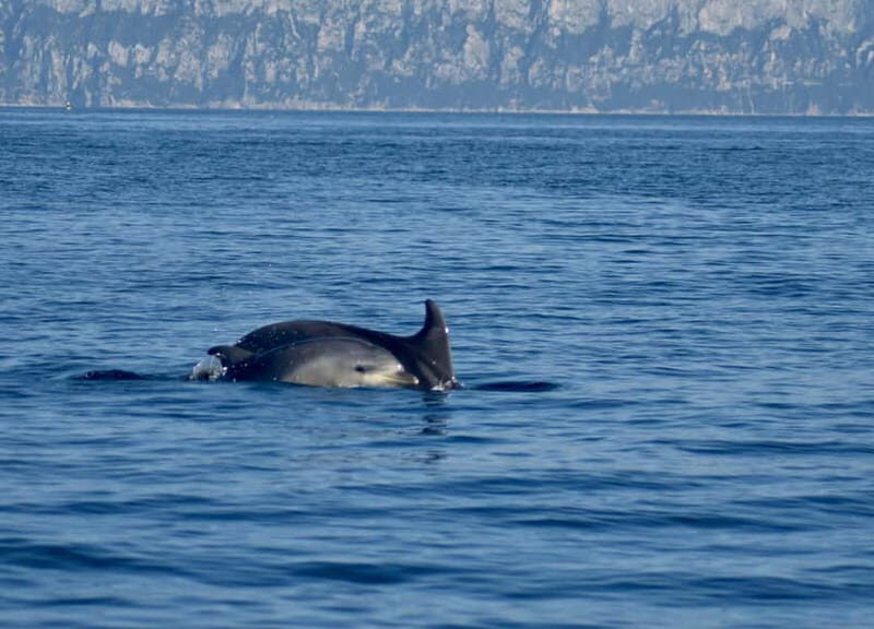 Gulf of Olbia: Dolphin watching by dinghy - The Sum Up