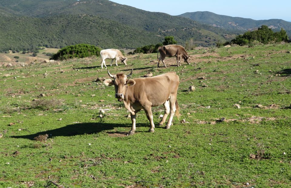 Gulf of Orosei: Mountains and Beaches in 4X4 - Booking Details
