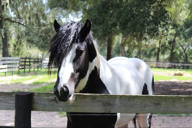 Gypsy Gold Horse Farm Tour - Horse Interaction