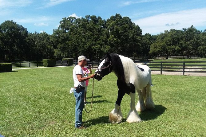 Gypsy Gold Horse Farm Tour - Visitor Experience