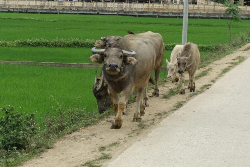 Ha Giang Trekker in 3D3N - Key Points