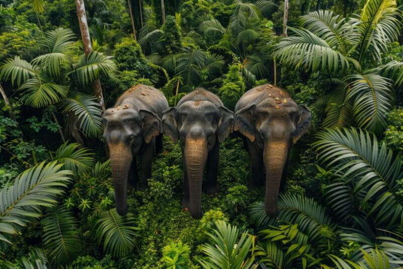 Habarana Eco Park Safari with Jeep & Entrance Fee - A Closer Look at the Habarana Eco Park Safari