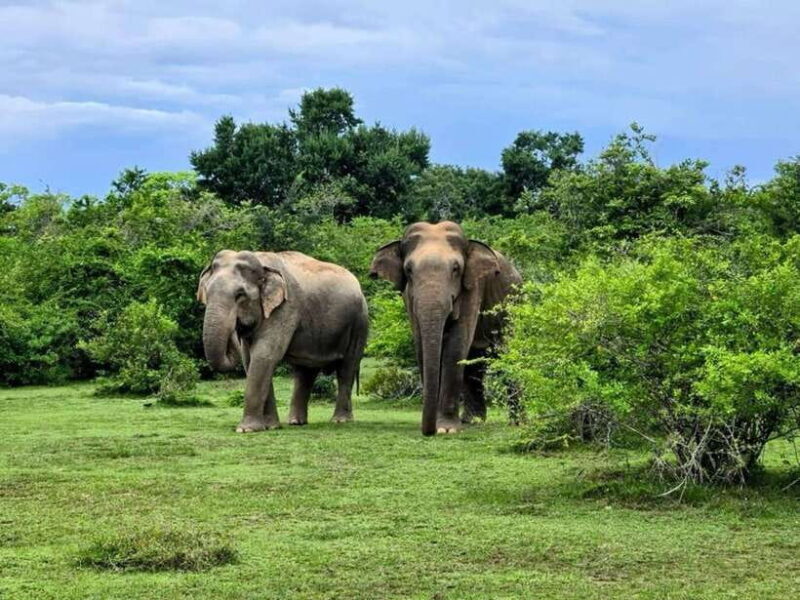 Habarana : Habarana Eco Park Elephant Safari Adventure - The Value of the Experience