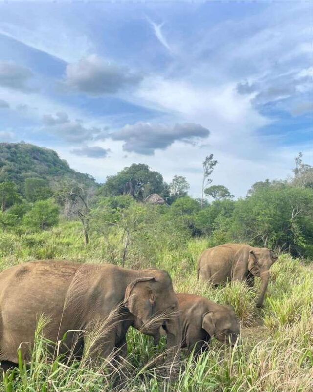 Habarana : Habarana Eco Park Elephant Safari Adventure - The Sum Up