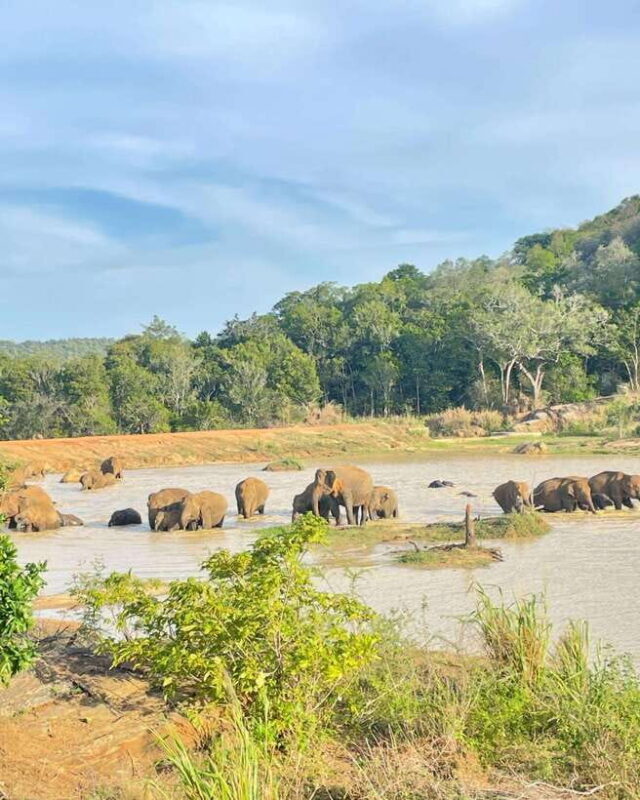 Habarana : Habarana Eco Park Elephant Safari Adventure - FAQ