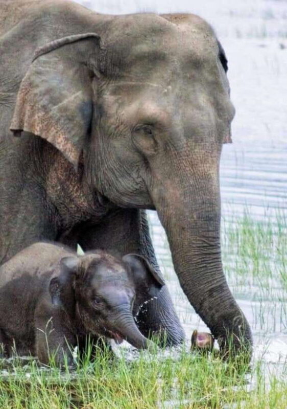 Habarana: Hurulu Eco Park Elephant Jeep Safari - Habarana: Hurulu Eco Park Elephant Jeep Safari — An Authentic Wildlife Experience