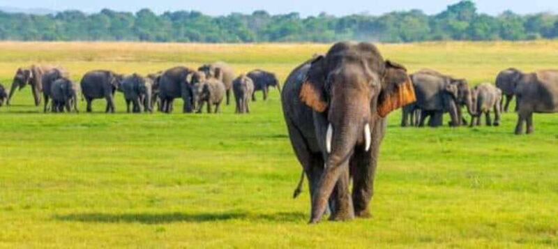Habarana: Hurulu Eco Park Elephant Jeep Safari - Final Thoughts: Is It Worth It?