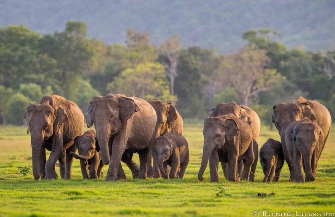 Habarana Village Tour & Safari - Booking and Cancellation