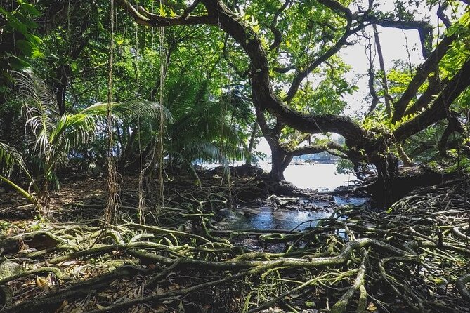 Hā'ena Activity Review: A Unique Hawaiian Experience - Questions About Your Stay
