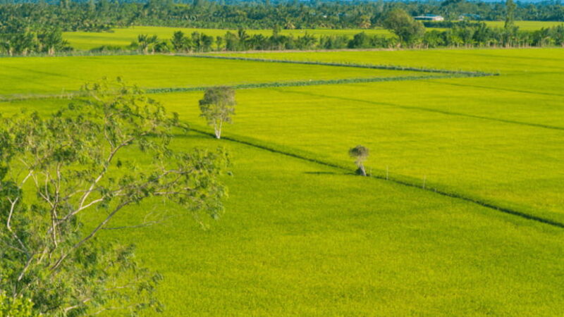 Haft Day From Cantho-Lungngochoang: Visit Nature Reserved - Discovering the Lung Ngoc Hoang Natural Reserve