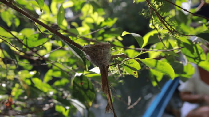 Haft Day From Cantho-Lungngochoang: Visit Nature Reserved - Guest Reviews and Experiences