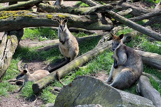 Hahndorf and Hills Wildlife Wonders - Authenticity and Traveler Feedback