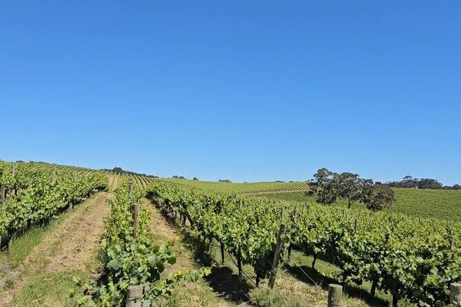 Hahndorf and Hills Wine and/or Gin Tour - The Sum Up