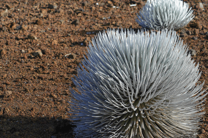 Haleakalā: Discover Volcanic Wonders Driving Tour - Frequently Asked Questions