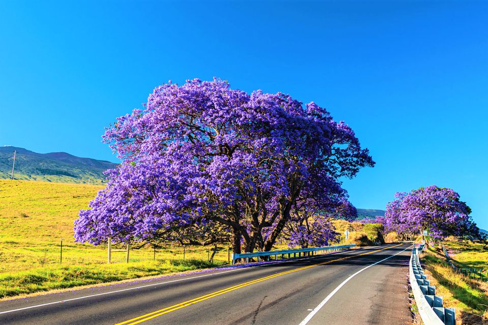 Haleakala Guided Bike Tour With Bike Maui (Daytime) - Makawao Town Visit