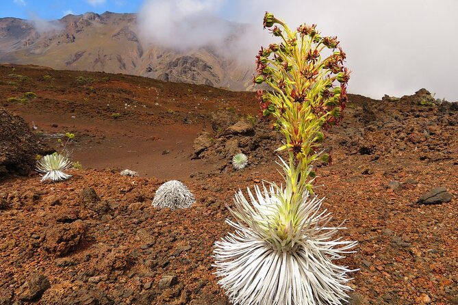 Haleakala Summit Best Self-Guided Bike Tour With Bike Maui - Reviews and Feedback