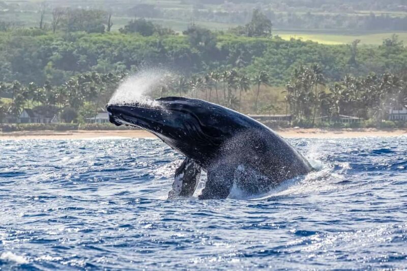 Haleiwa: North Shore Whale Watching Tour by Catamaran - Key Points