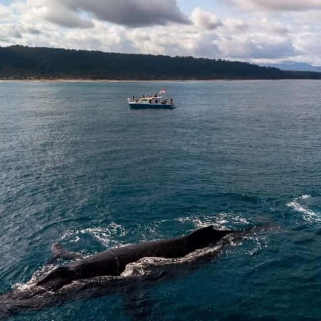 Haleiwa: North Shore Whale Watching Tour by Catamaran - Final Thoughts