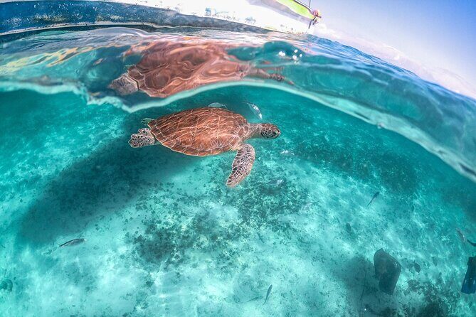 Half a Day Snorkeling with Sea Turtles Encounter and Free time - Frequently Asked Questions
