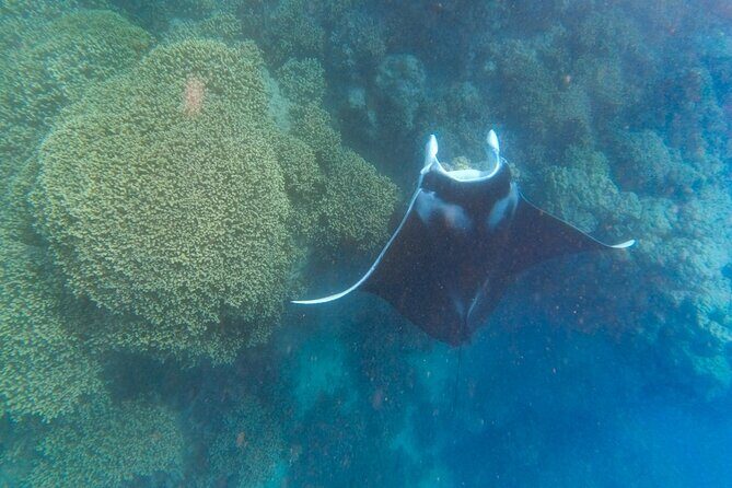 Half a day to discover Bora Bora with O-sea - FAQ