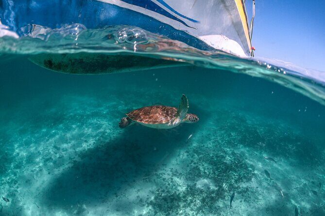 Half a day Tour to Cenote and Sea Turtles Encounter in Akumal Bay - Who Is This Tour Best For?