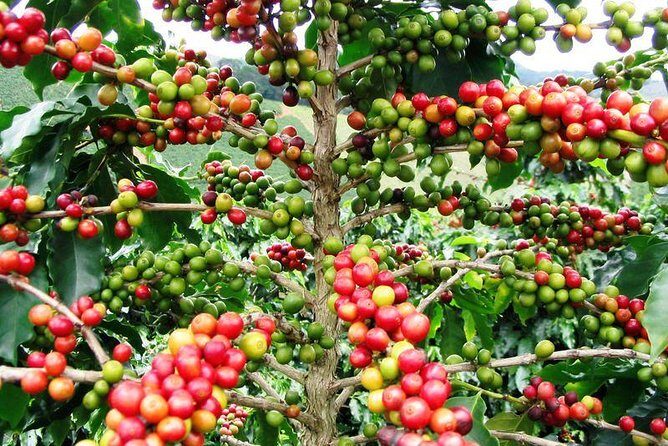 Half-Day Adventure 4x4 ATV, Water Cave and Dominican Culture - The Tour: A Deep Dive into What You Can Expect