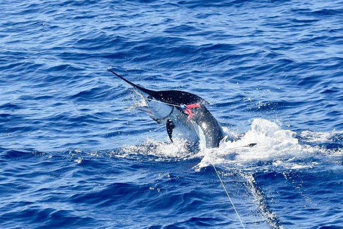 Half Day Afternoon Angler Charter - Good To Know