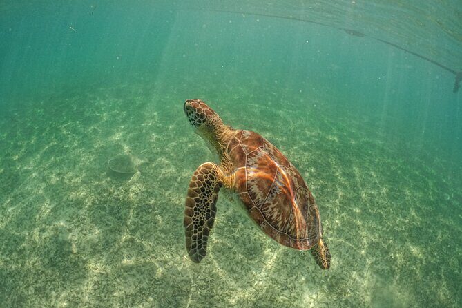 Half Day Akumal Beach Swim and Snorkel with Turtles Experience - Who Is This Tour Best For?