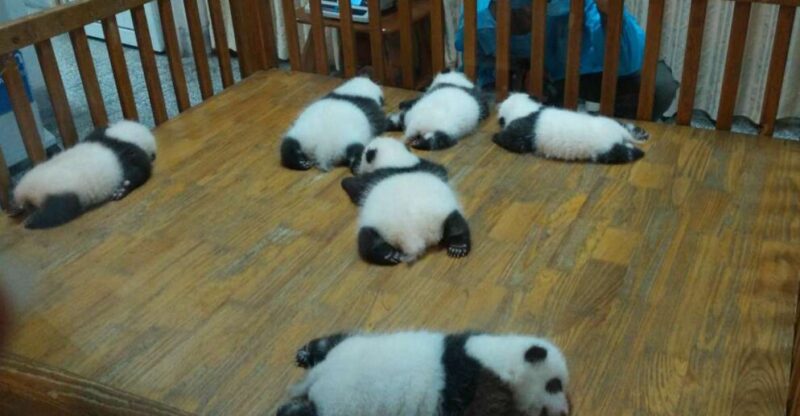 Half Day Amazing Chengdu Panda Base Trip - Tour Highlights and Experience