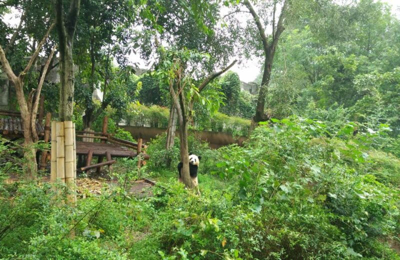 Half Day Amazing Chengdu Panda Base Trip - Inclusions