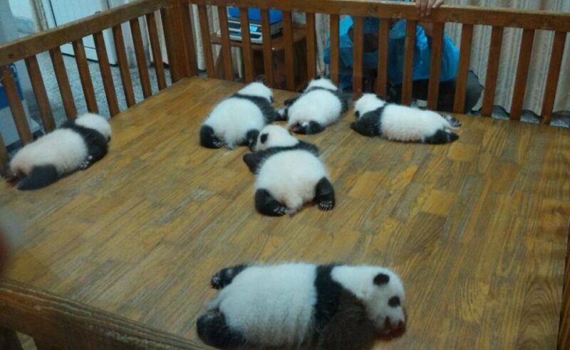 Half Day Amazing Chengdu Panda Base Trip - Customer Reviews and Ratings