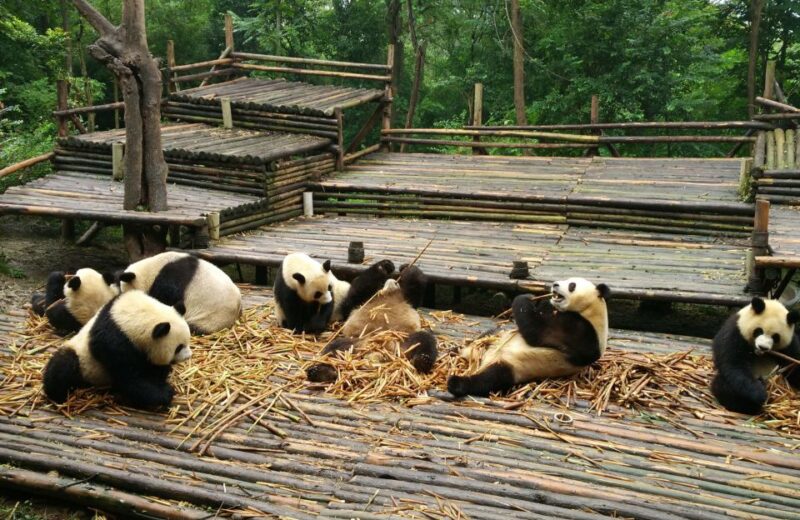 Half Day Amazing Chengdu Panda Base Trip - Important Information