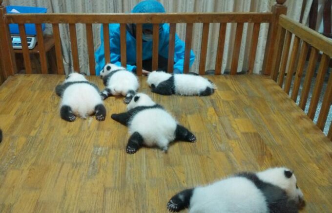 Half Day Amazing Chengdu Panda Base Trip - Panda Facts and Conservation