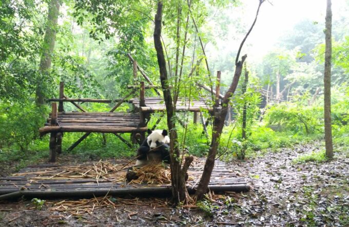 Half Day Amazing Chengdu Panda Base Trip - Frequently Asked Questions