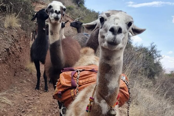 Half Day Andean Llama Trek in the Sacred Valley - Taking in the Sacred Valley