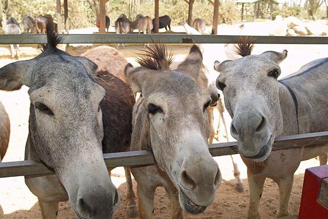 Half-Day Aruba Animal Sanctuary Guided Tour - Key Points