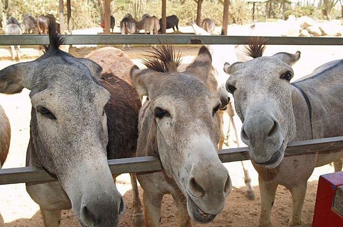 Half-Day Aruba Animal Sanctuary Guided Tour - Who Will Enjoy This Tour?
