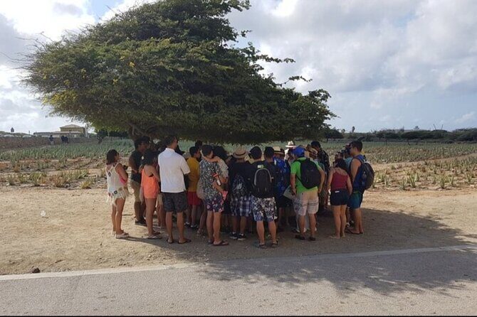 Half-Day Aruba Sightseeing Tour & Beach in an Air-condition Bus - A Closer Look at the Itinerary