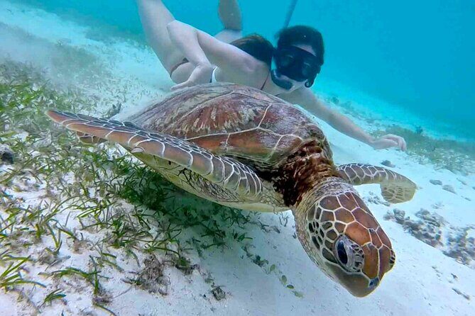 Half-Day at Green Cay Bahamas Snorkeling with Turtles - An In-Depth Look at the Tour Itinerary