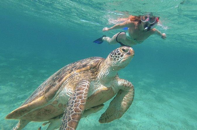 Half-Day at Green Cay Bahamas Snorkeling with Turtles - Authentic Feedback from Travelers