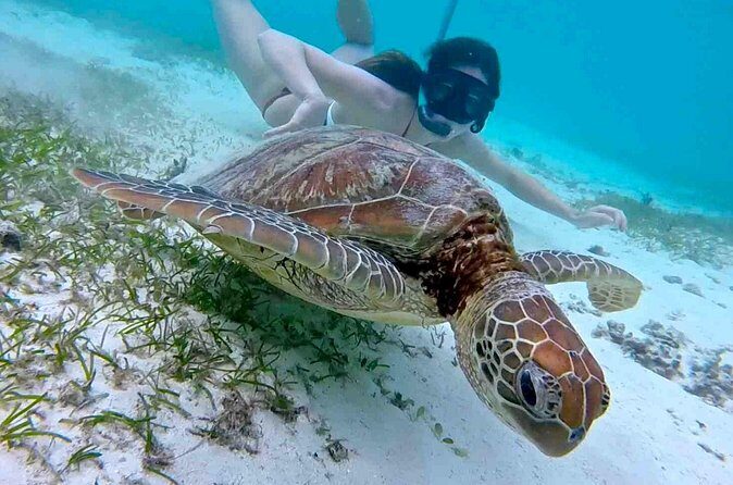 Half-Day at Green Cay Bahamas Snorkeling with Turtles - FAQ