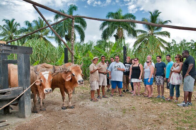 Half-Day Authentic Safari and Traditional Combo - What to Expect from the Itinerary